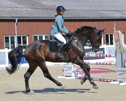 jumper Footloose 15 (German Sport Horse, 2018, from Fly High)