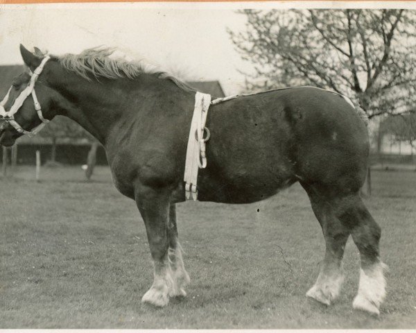 broodmare Wache von Wickrath (Rhenish-German Cold-Blood, 1925, from Quartiermeister vom Waldenhof)