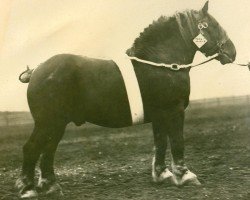 stallion Quellmeister RS (S) 190 (Rhenish-German Cold-Blood, 1921, from Heermeister von der Holzerhöhe RS 665)