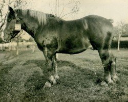 stallion Quillmeister (Rhenish-German Cold-Blood, 1922, from Heermeister von der Holzerhöhe RS 665)