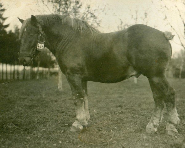 Deckhengst Rennmeister (Rheinisch-Deutsches Kaltblut, 1923, von Heermeister von der Holzerhöhe RS 665)