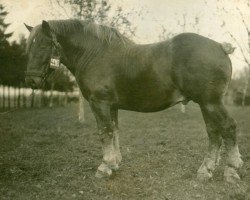 Deckhengst Rennmeister (Rheinisch-Deutsches Kaltblut, 1923, von Heermeister von der Holzerhöhe RS 665)