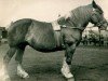 broodmare Maluasia (Rhenish-German Cold-Blood, 1919, from Marschall III)