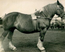 broodmare Maluasia (Rhenish-German Cold-Blood, 1919, from Marschall III)