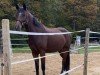 dressage horse Tennessee MW (German Riding Pony, 2020, from Birkhof's Topas FBW)