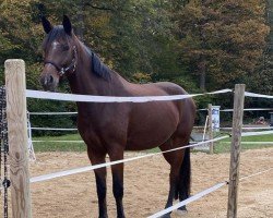 dressage horse Tennessee MW (German Riding Pony, 2020, from Birkhof's Topas FBW)