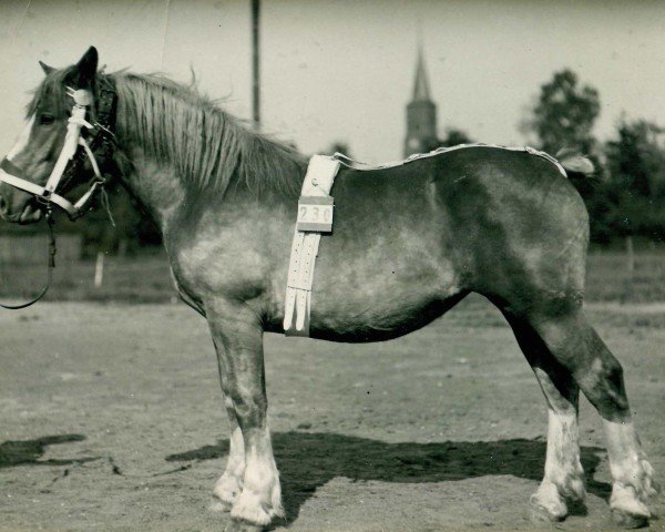 Zuchtstute Rosenperle (Rheinisch-Deutsches Kaltblut, 1924, von Heermeister von der Holzerhöhe RS 665)