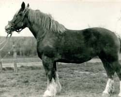 Zuchtstute Ubi bene (Rheinisch-Deutsches Kaltblut, 1927, von Rudolfo)