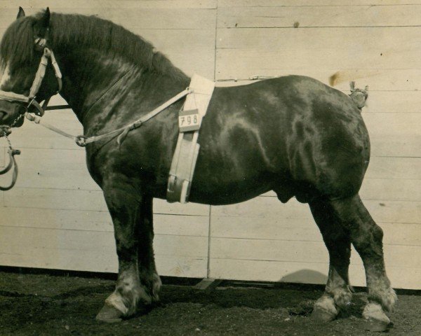 Pferd Rudolfo (Rheinisch-Deutsches Kaltblut, 1923, von Heermeister von der Holzerhöhe RS 665)