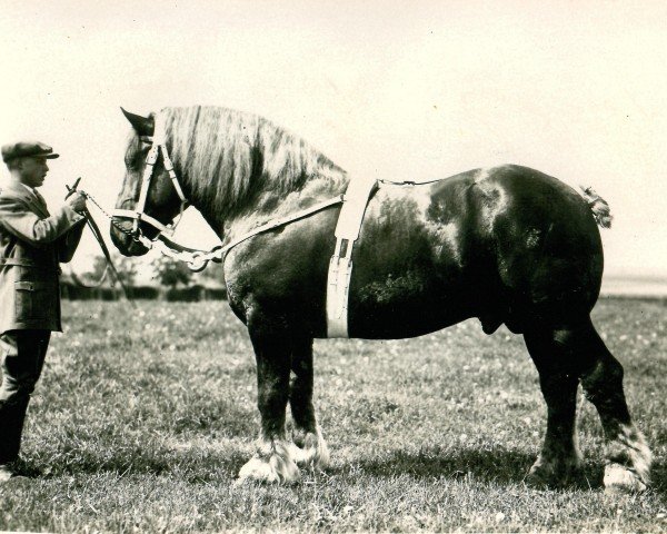 Deckhengst Tagilus (Rheinisch-Deutsches Kaltblut, 1925, von Heermeister von der Holzerhöhe RS 665)