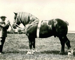 stallion Tagilus (Rhenish-German Cold-Blood, 1925, from Heermeister von der Holzerhöhe RS 665)