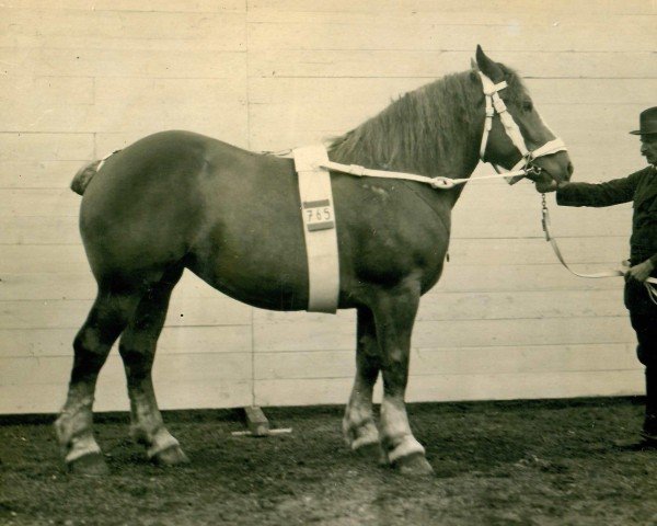 broodmare Rabenburg (Rhenish-German Cold-Blood, 1924, from Heermeister von der Holzerhöhe RS 665)