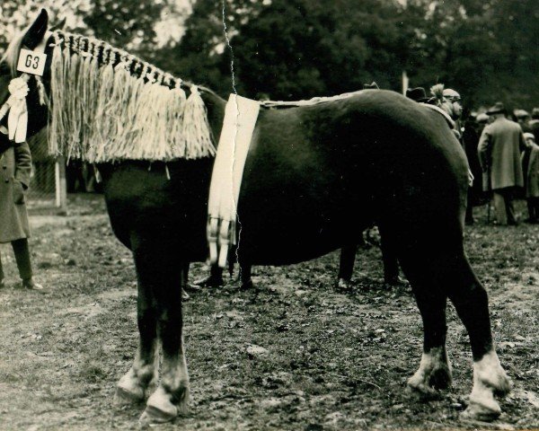 Zuchtstute Räderspiel (Rheinisch-Deutsches Kaltblut, 1919, von Heermeister von der Holzerhöhe RS 665)