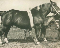 broodmare Rüstung (Rhenish-German Cold-Blood, 1924, from Heermeister von der Holzerhöhe RS 665)