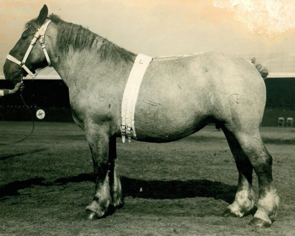 broodmare Anatia (Rhenish-German Cold-Blood, 1931, from Siegfried von Geretzhoven R. H. 918)