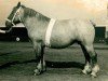 broodmare Anatia (Rhenish-German Cold-Blood, 1931, from Siegfried von Geretzhoven R. H. 918)