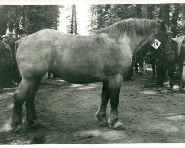 Zuchtstute Inatia von Dahlen (Rheinisch-Deutsches Kaltblut, 1939, von Indien de Biévène)