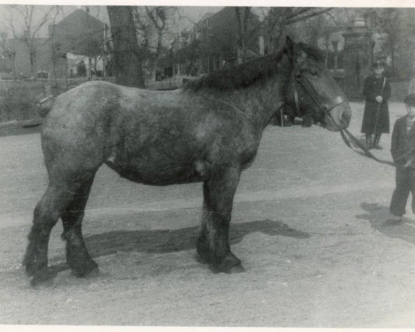 broodmare Panatia von Dahlen (Rhenish-German Cold-Blood, 1945, from Brutal de Castre)