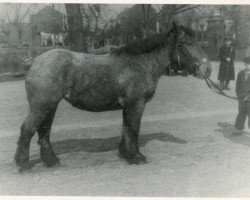 Zuchtstute Panatia von Dahlen (Rheinisch-Deutsches Kaltblut, 1945, von Brutal de Castre)