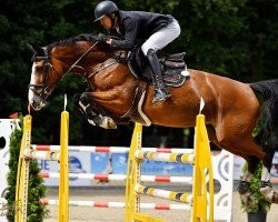 Springpferd Barre des Ecrins (Oldenburger Springpferd, 2017, von Balou du Rouet)