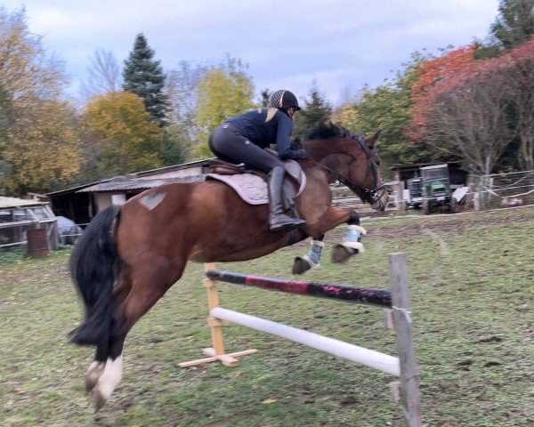 broodmare Bonnie (Andalusians/horse of pure Spanish race, 2018)