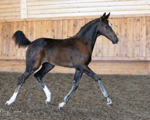 foal by Under Oath (KWPN (Royal Dutch Sporthorse), 2024, from For Friendship VDL)