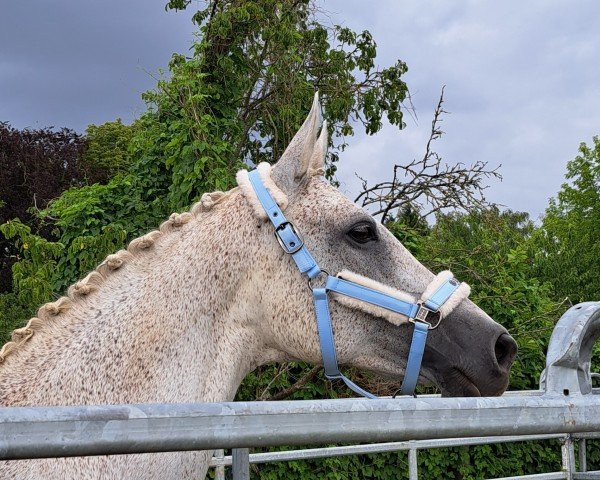 broodmare Clara M 3 (Oldenburg show jumper, 2008, from Carlos DZ)