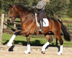 dressage horse Cookie-Monster (Oldenburg, 2018, from Carleyle)