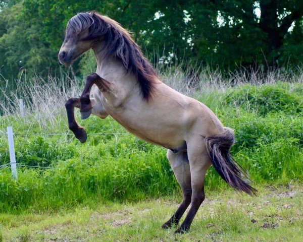 Pferd Beckham (Fjordpferd, 2014)