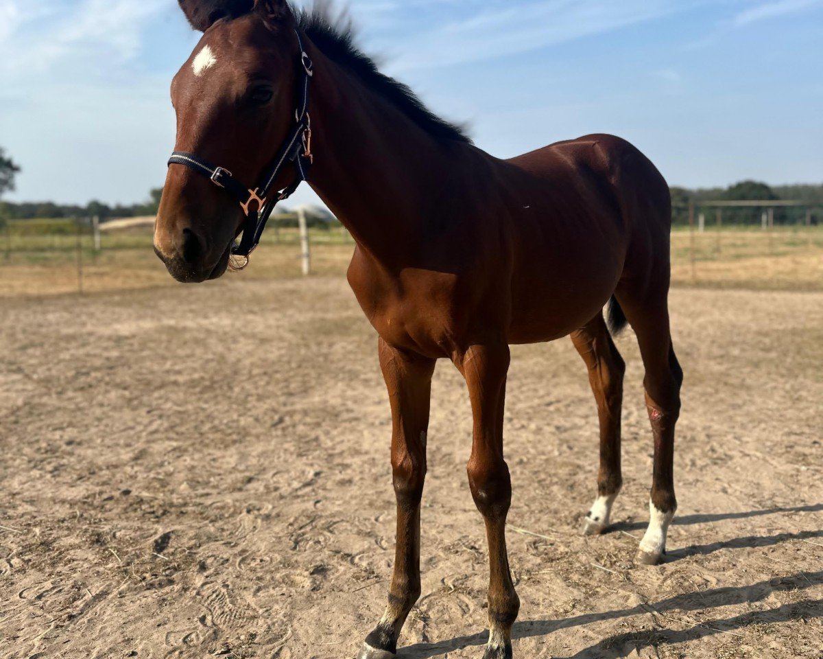 horse Con‘ Milou vom Strelitzer Hof (Mecklenburg, 2024, from Con Ferro)
