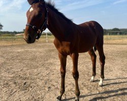 foal by Con‘ Milou vom Strelitzer Hof (Mecklenburg, 2024, from Con Ferro)