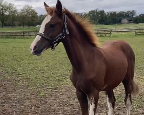 Fohlen von Dating‘s Farbklecks (Deutsches Reitpony, 2024, von Dating At NRW)