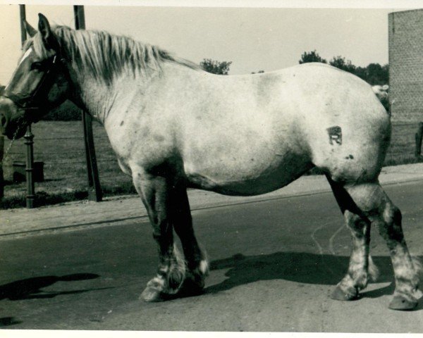 Zuchtstute Erstürmung (Rheinisch-Deutsches Kaltblut, 1935, von Belisar von Wickrath)