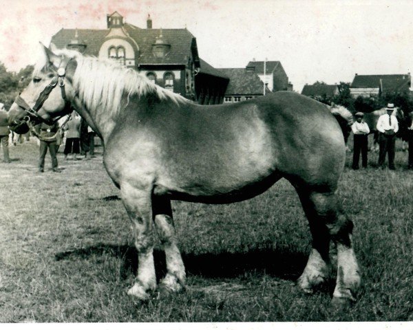 broodmare Gacerra (Rhenish-German Cold-Blood, 1936, from Indien de Biévène)