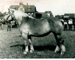 broodmare Gacerra (Rhenish-German Cold-Blood, 1936, from Indien de Biévène)