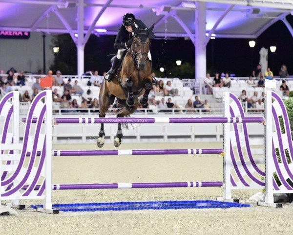 jumper Brin D'Or de Haute Melen Z (Zangersheide riding horse, 2014, from Bamako de Muze)