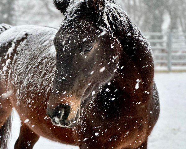 Springpferd Eliana 5 (Zweibrücker, 2007, von Elan d' Espoir)