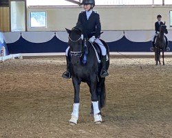 dressage horse Bell'Oumo (German Riding Pony, 2017, from Belissimo HS)