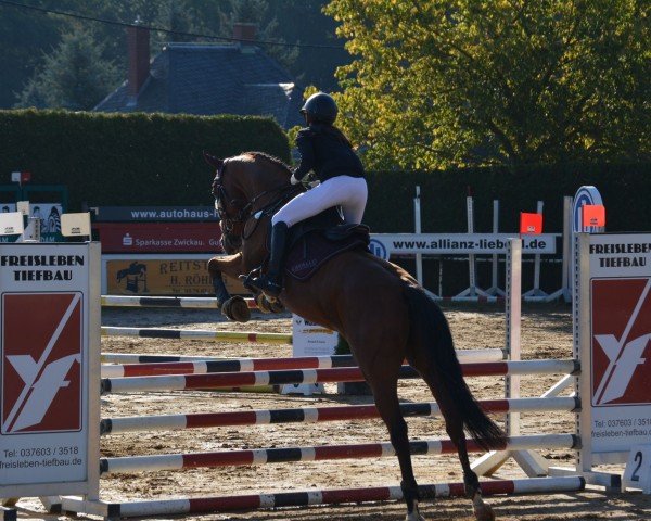 jumper Coco Chanel 246 (German Sport Horse, 2012, from Cassineto)