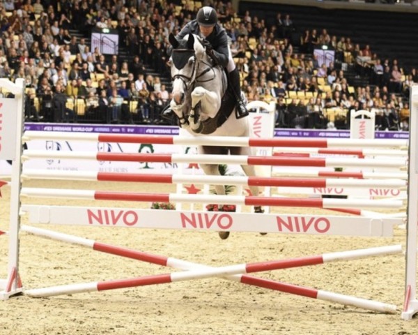 broodmare Caprice de Dieu (Oldenburg show jumper, 2004, from Caspar (Berlin))