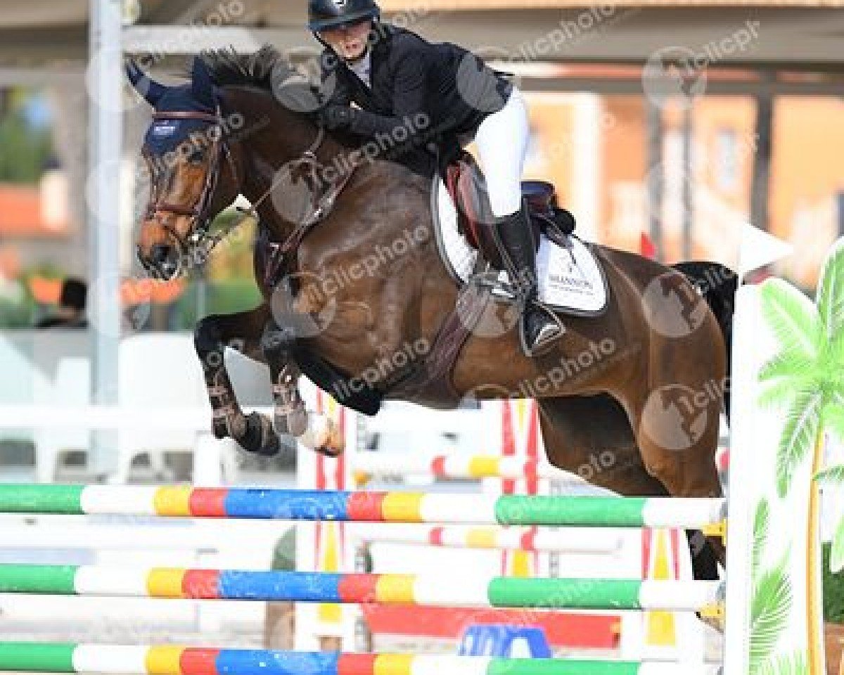 Zuchtstute Laguna F. Damgaard (Dänisches Warmblut, 2013, von Catoki)