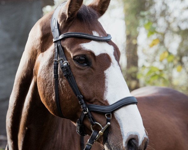 Springpferd Carlo Carlito (Westfale, 2014, von Carlito)