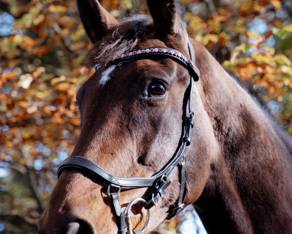 dressage horse Lotta S 3 (Oldenburg, 2013, from Zack)