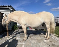 Pferd Abel (Fjordpferd, 2013, von Almglimt)