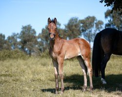 foal by Stute von Emilio Sanchez / Millennium/T. (Oldenburg, 2024, from Emilio)