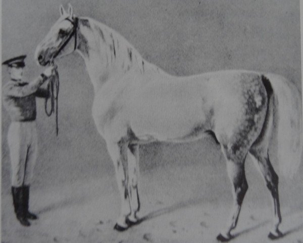 stallion Holderness (Cleveland Bay, 1838)