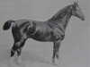 stallion Nelusko (Hanoverian, 1897, from Neckar)