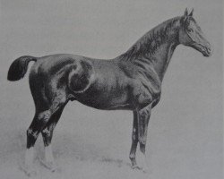 stallion Nelusko (Hanoverian, 1897, from Neckar)