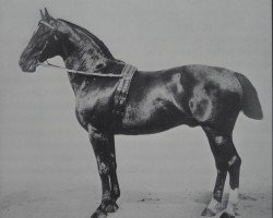 stallion King (Hanoverian, 1890, from Kingdom xx)