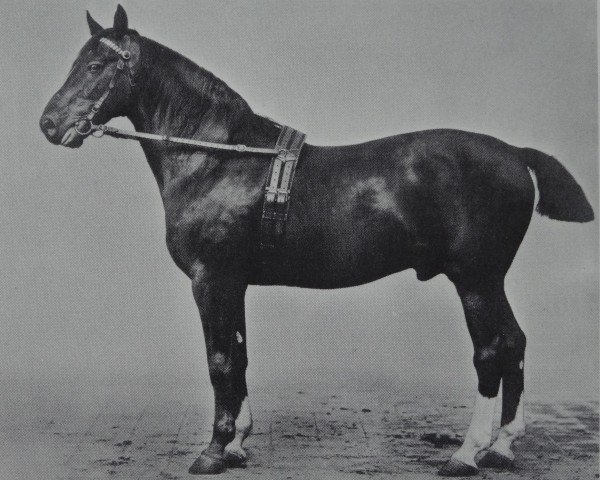 Deckhengst Alnok (Hannoveraner, 1888, von Adeptus xx)